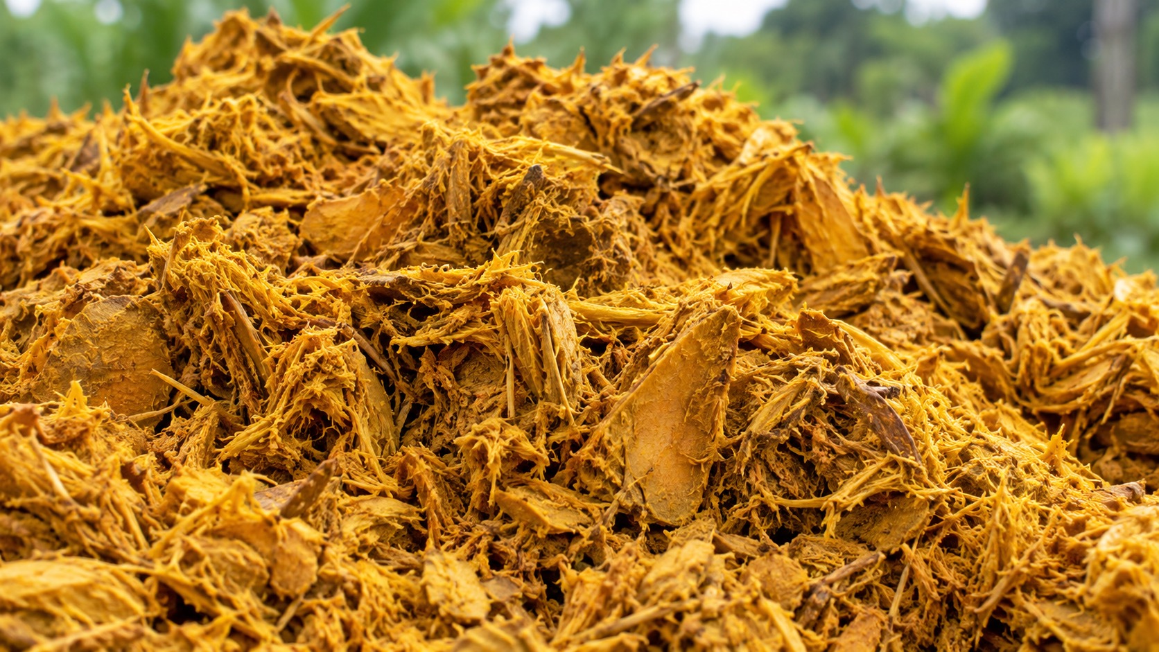 Illustration of turmeric spent